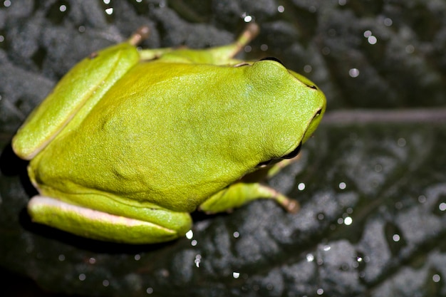 Photo close view of a common green european tree frog on top of a leaf.