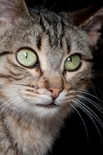 Close view of a gray domestic cat.