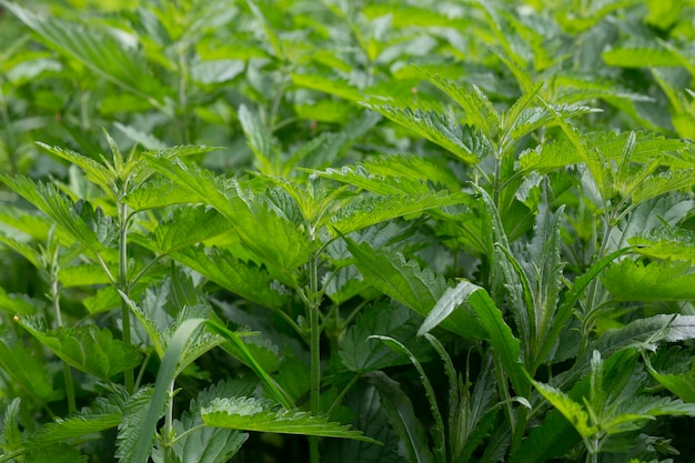 Close view on the green young Nettle leafs Nettle leaf