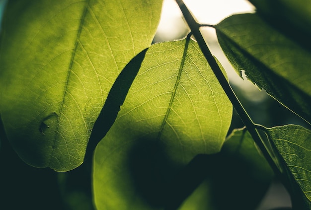 close view of a leaf