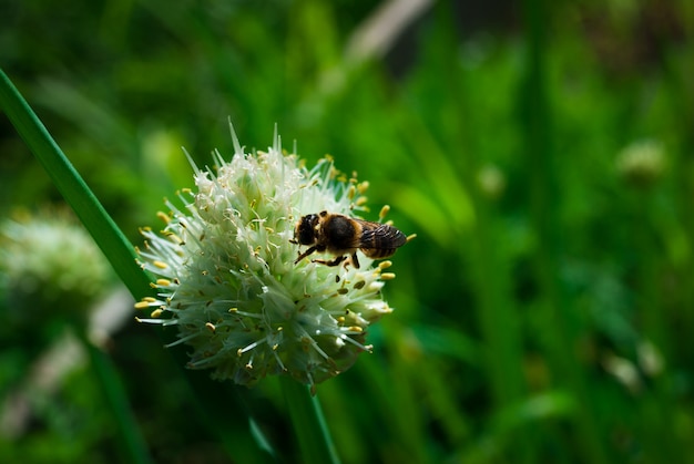 Close view of Onion flower stalk. Green background