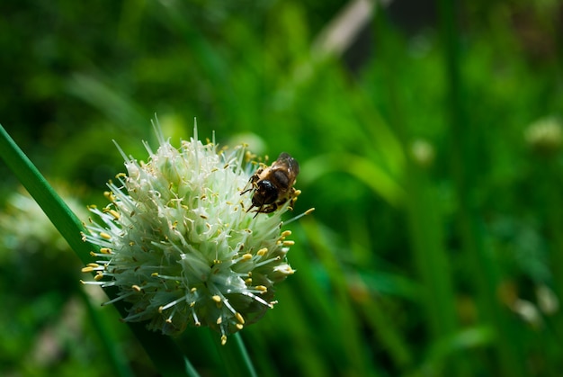 Close view of Onion flower stalk. Green background