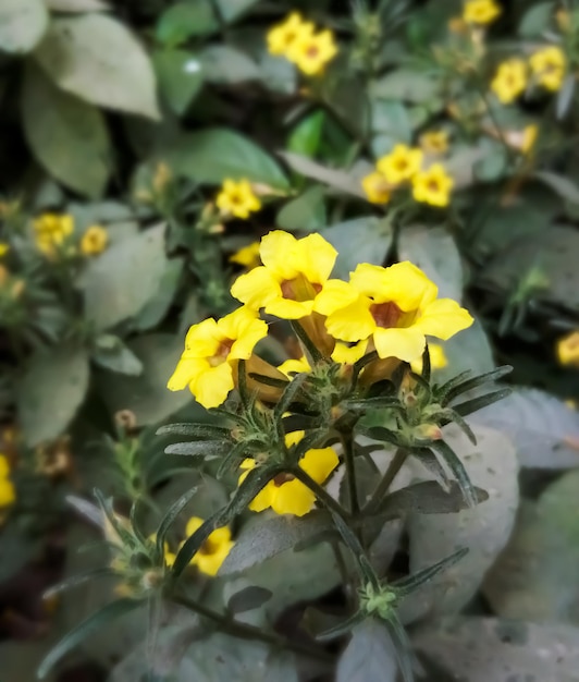 Close view of Strobilanthes scaber flower with natural blur background. medicinal plant.