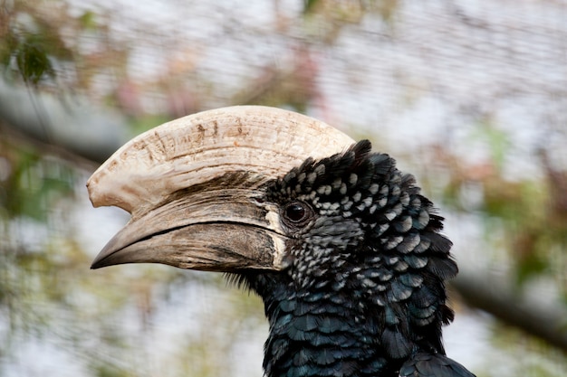 Photo close view of a trumpeter hornbill on captivity.