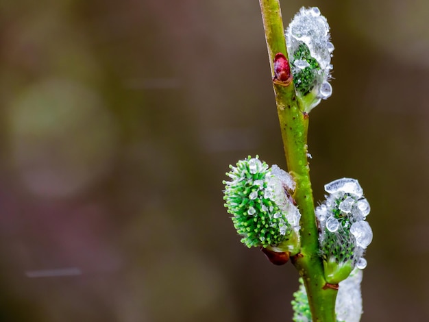 Close view of willow cats with open fluffy buds on a background of spring nature