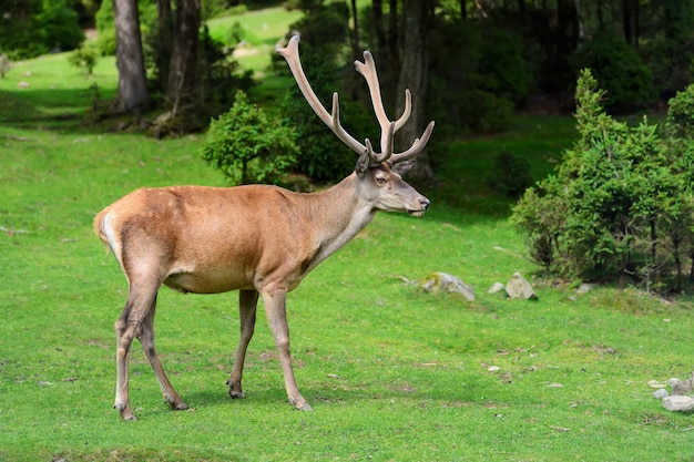 Close young male deer in summer forest