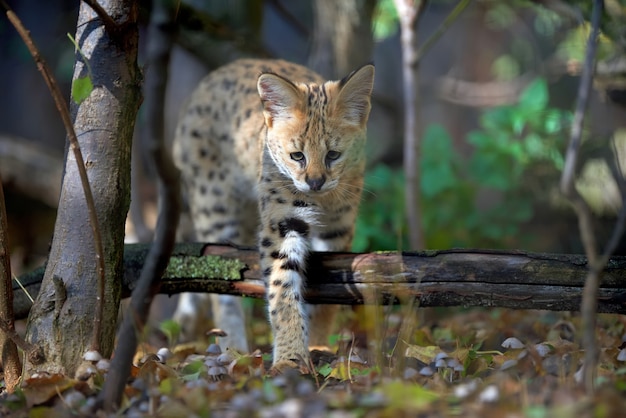 Close young serval cat (Felis serval)