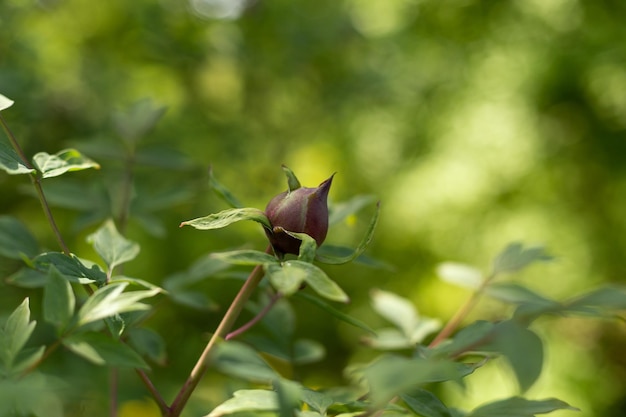 closed bud tree peony closeup