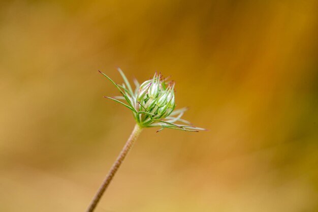 closed flower of wild carrot