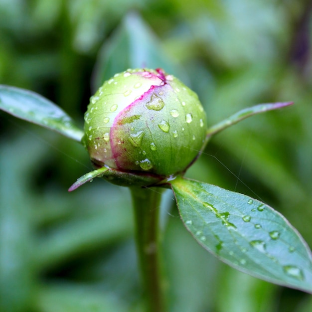 Closed peony drops of rain