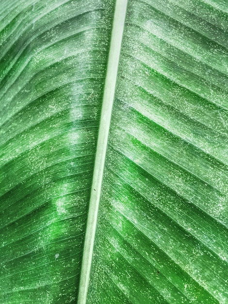 Closed-up Banana Leaf Texture