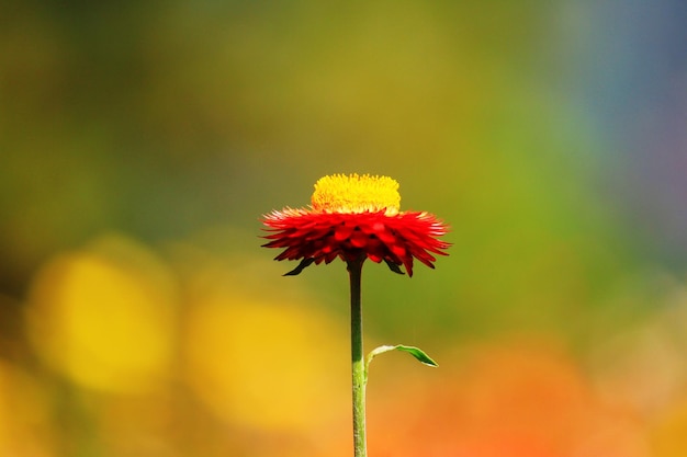 Closed up Blooming Helichrysum bracteatum Willdflowers or Straw Everlasting flowers insunlight