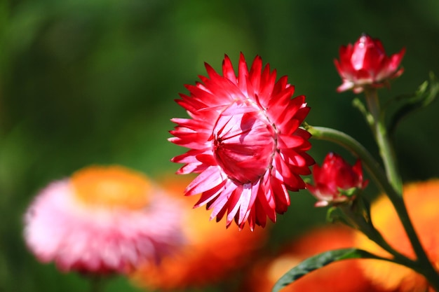 Closed up Blooming Helichrysum bracteatum Willdflowers or Straw Everlasting flowers in sunlight