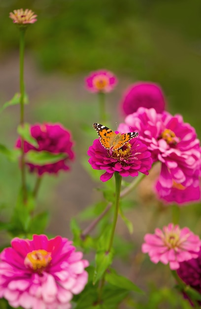 Closed up Butterfly on flower -Blur flower surface.