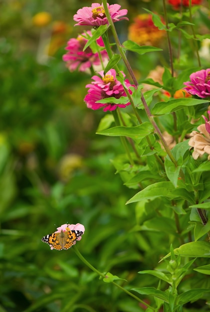 Closed up Butterfly on flower -Blur flower surface.