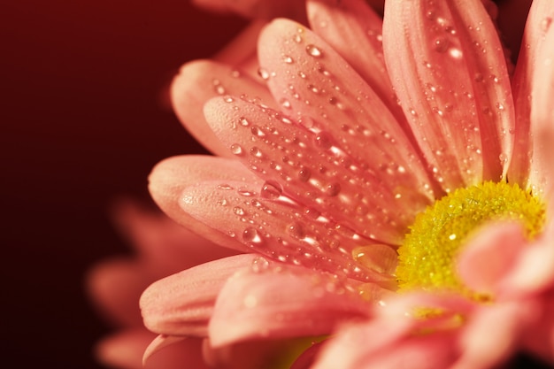 Closed up chrysanthemum