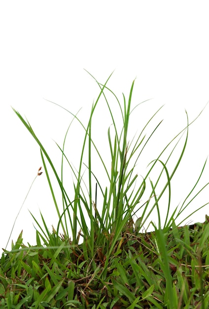 Closed up grass on white background