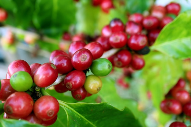 Closed up a lot of vibrant red ripening coffee cherries on the coffee tree branch in the plantation