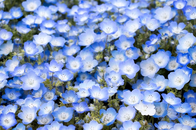 Closed up of Nemophila (Baby blue eyes) flower background