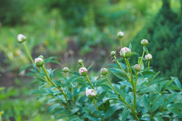 Closed white buds peonies flower on burred background gardenSummer floral composition Beautiful blossombush of pink double peonies blooms in the garden