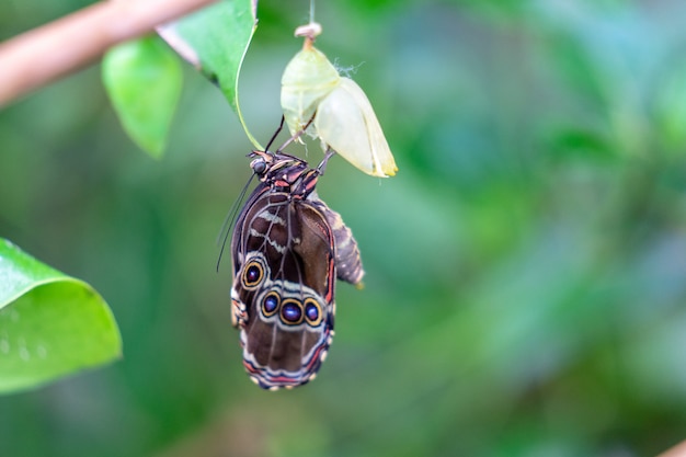 Closed wing butterfly near cocoons