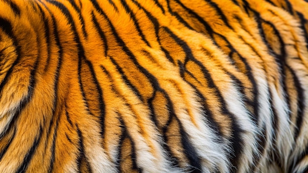 Photo a closedup shot of tiger fur