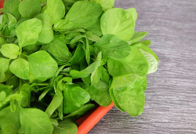 Closer look of fresh and raw spinach.