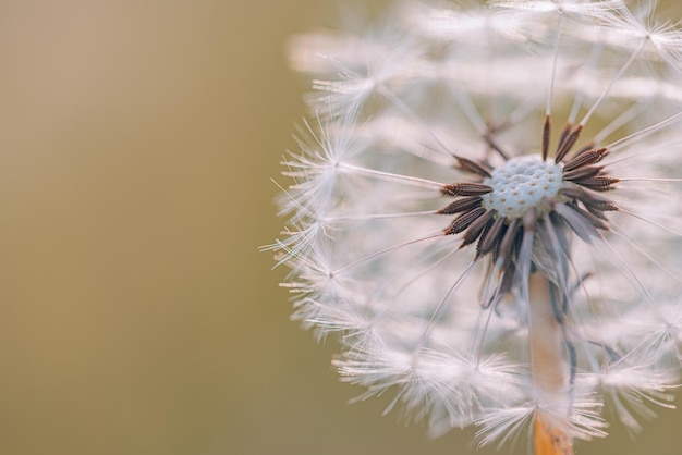 Closeup of abstract dandelion, artistic nature closeup. Spring summer background. Beautiful macro