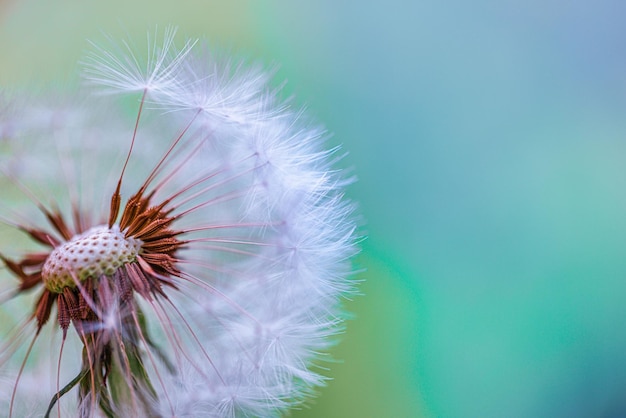 Closeup of abstract dandelion, artistic nature closeup. Spring summer background. Beautiful macro