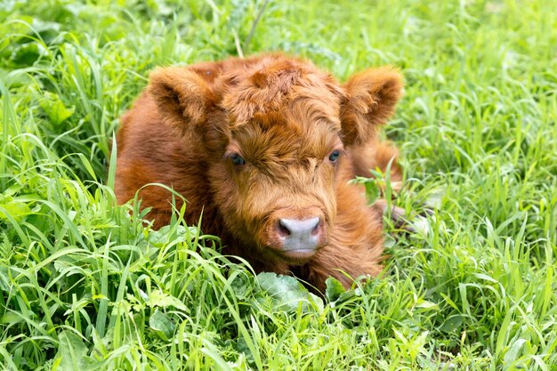 Photo closeup of adorable newborn highland calf lying down peacefully in the grass in summer