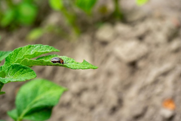 Closeup of an adult Colorado potato beetle on potato leaves Insects parasites pests of agriculture