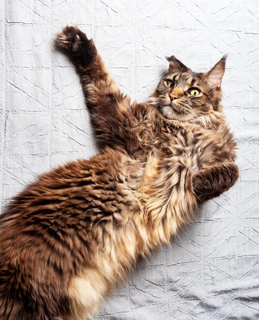 Closeup of an adult Maine Coon cat lying on the bed