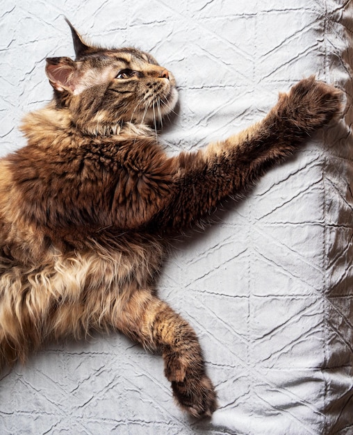 Closeup of an adult Maine Coon cat lying on the bed