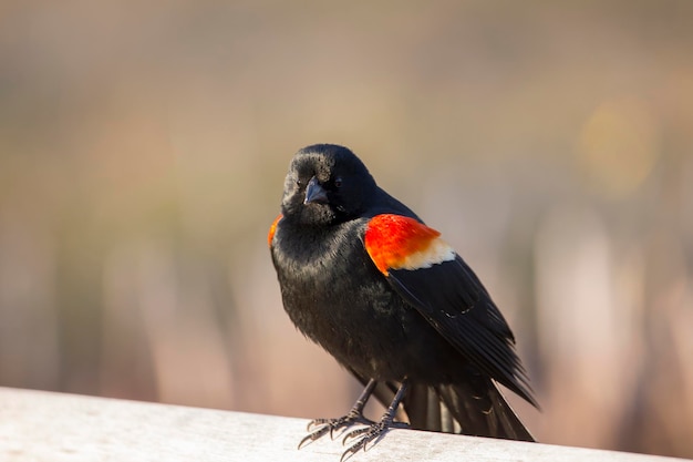 Photo closeup of adult male red-winged blackbird perched on wood bench staring with angry expression