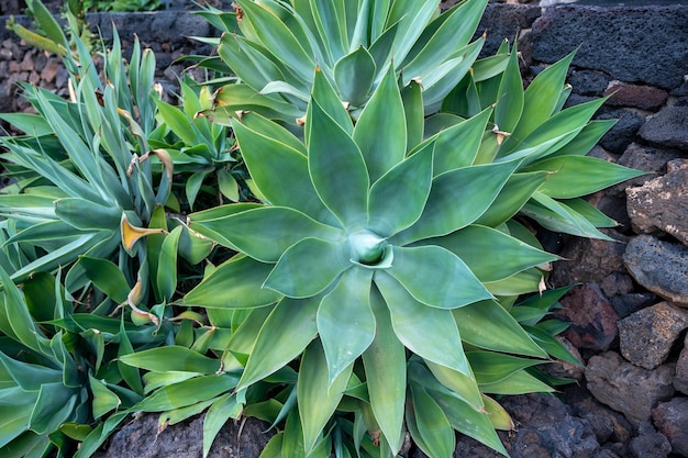 Closeup of agave plant on dark stone background