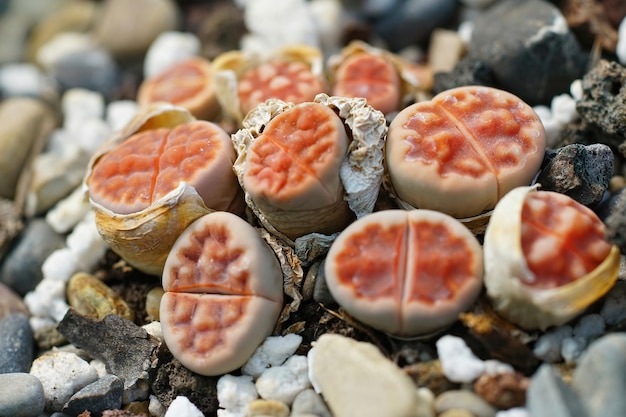 Closeup on an aggregation of some light red colored living stones, Lithops karasmontana latentia