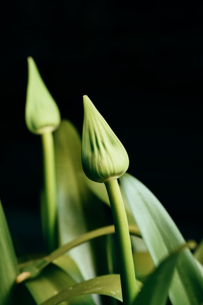 Closeup of Agipanthus African Lily flower bud on black background.