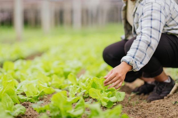 Closeup agriculture Asian man taking care of salad in Organic vegetable farm Small business concept