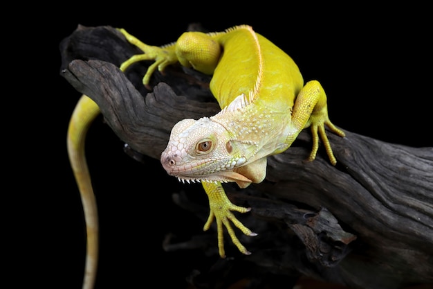 Closeup of Albino iguana on wood