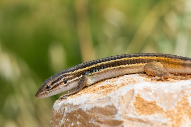 Closeup of an Algerian psammodromus lizard on a rock at a field