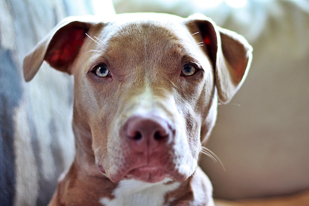 Closeup of the American Pit Bull Terrier