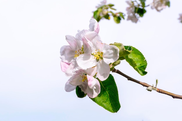 Closeup of an apple blossom spring blooming apple tree