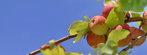 Closeup on apples growing in the tree on blue sky background