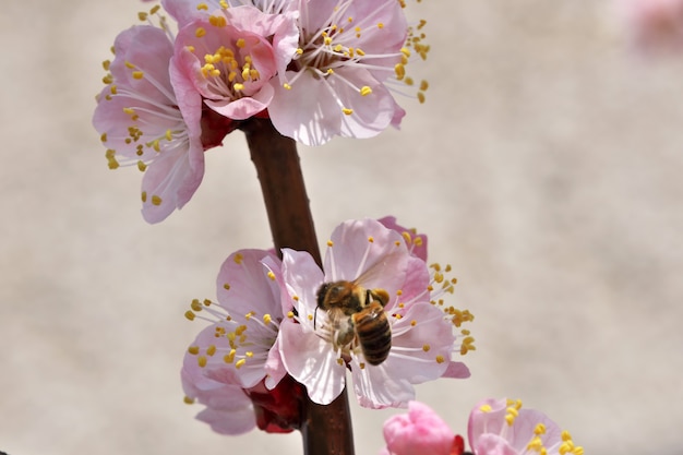 Closeup apricot flowers bloom