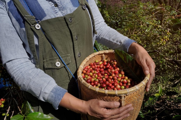 Closeup of arabica coffee beans and farmers tree farming industry in northern Thailand