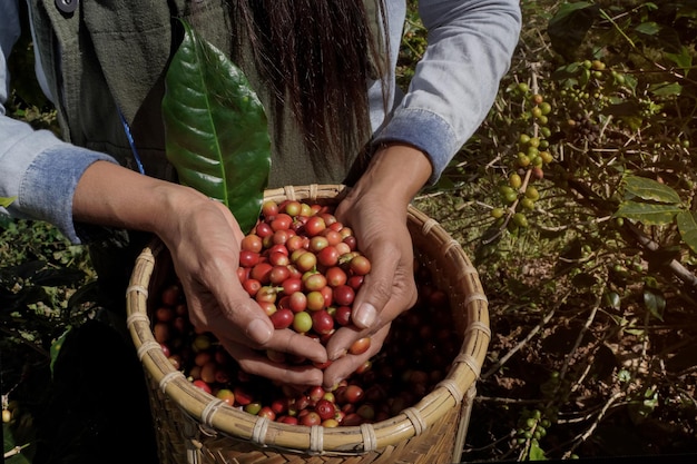 Closeup of arabica coffee beans ripening on a tree in the hands of a farmer a tree farming industry in northern Thailand