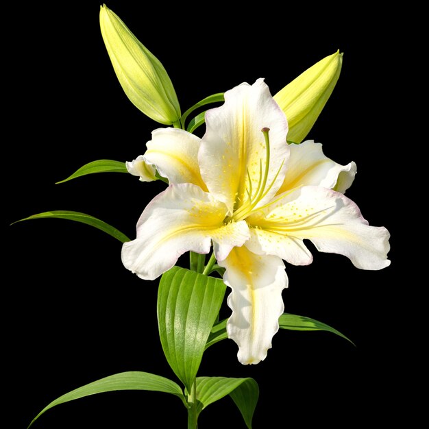 Closeup of the Asterion lily flower Isolated on a black background