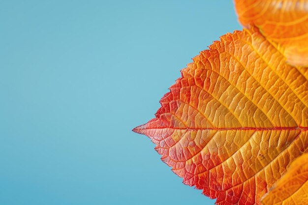 Photo closeup of autumn leaf against blue background