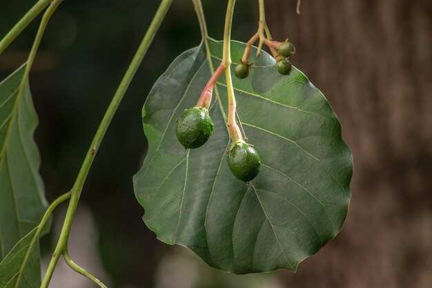 Closeup of avocado buds on a tree under the sunlight with a blurry background