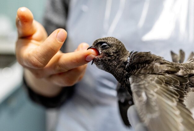 CloseUp of Baby Bird in Veterinary Care